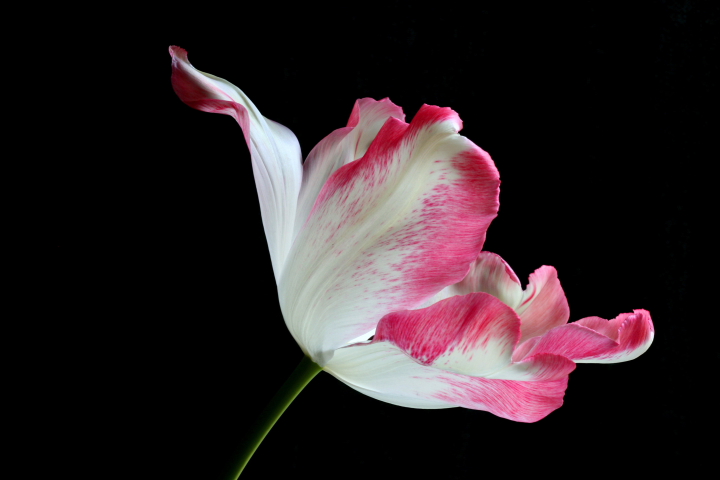 Tulip