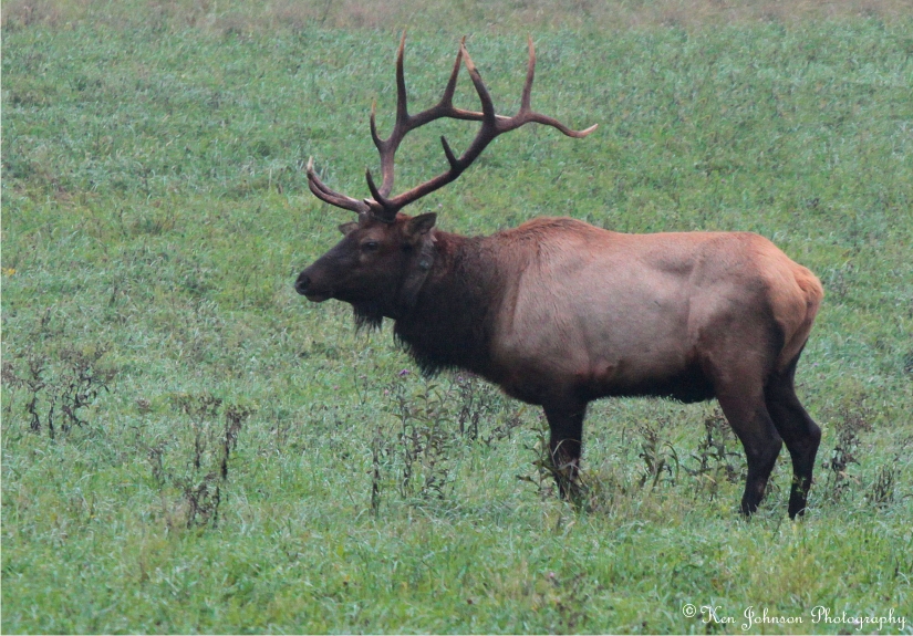 Buffalo River Elk