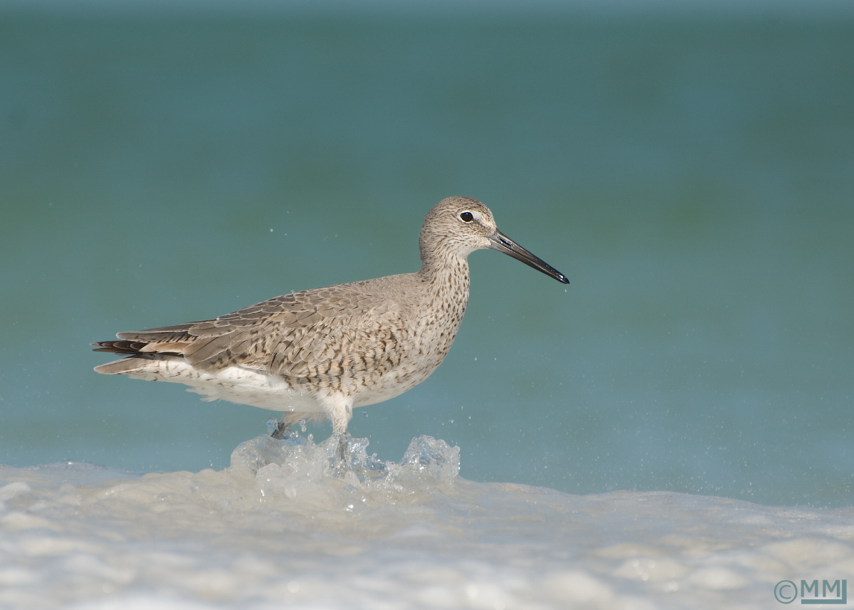 Willet in seafoam
