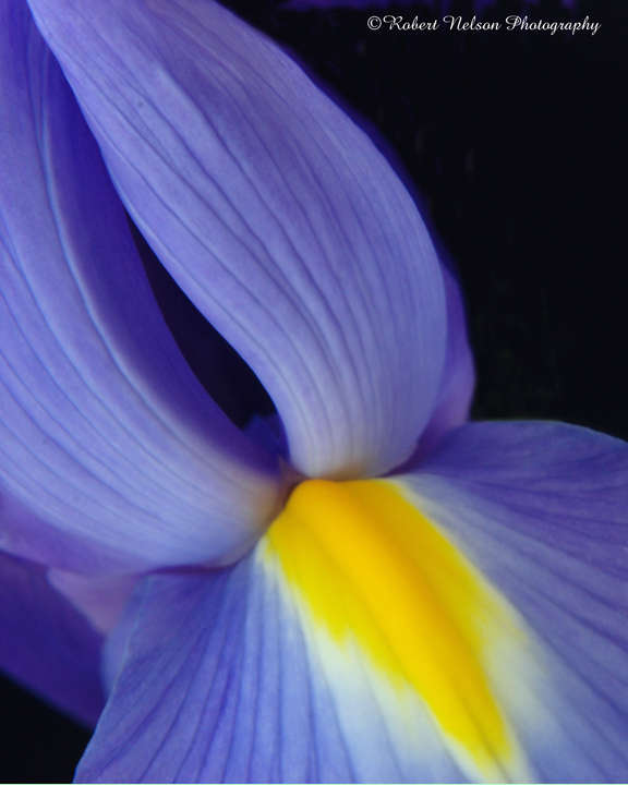 Iris 6