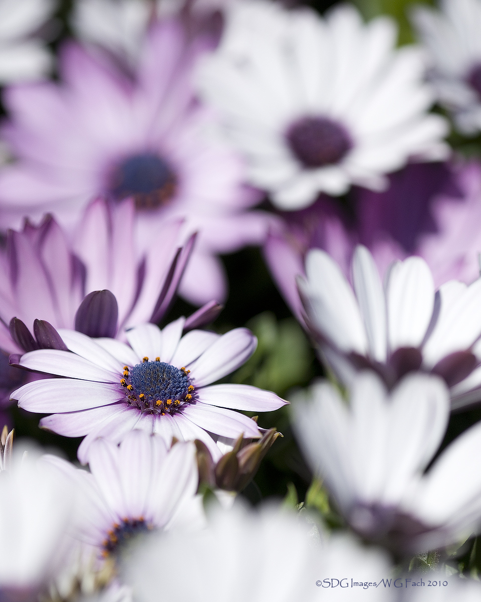 Daisyscape