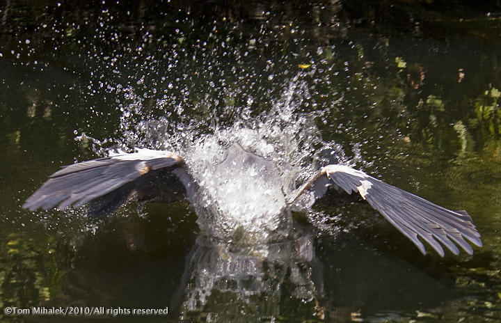 Water wings