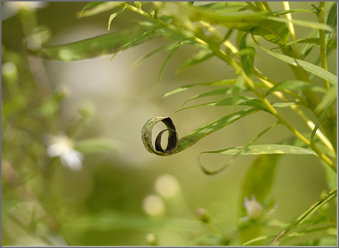A Goldenrod Leaf