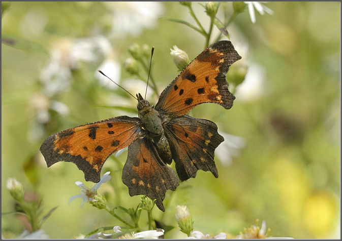 A Glimpse of Flight