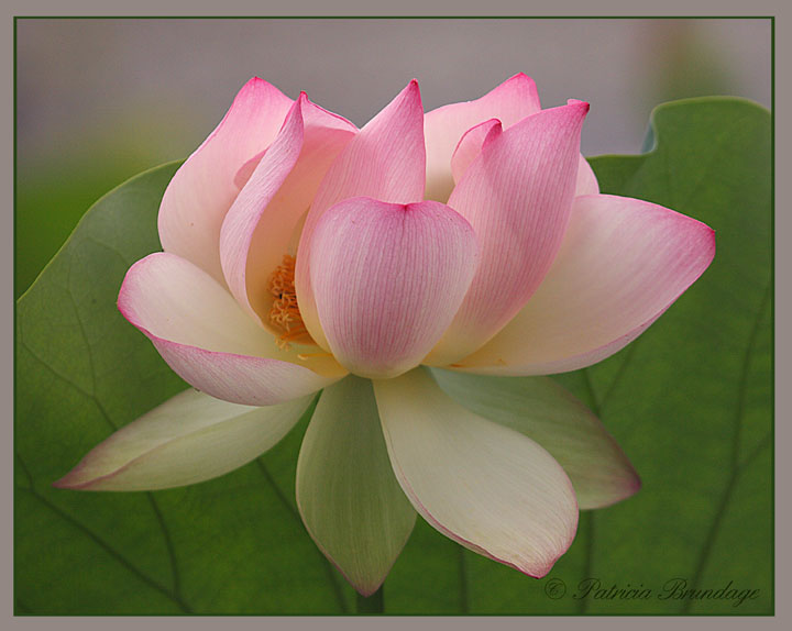 Pink Lotus #3