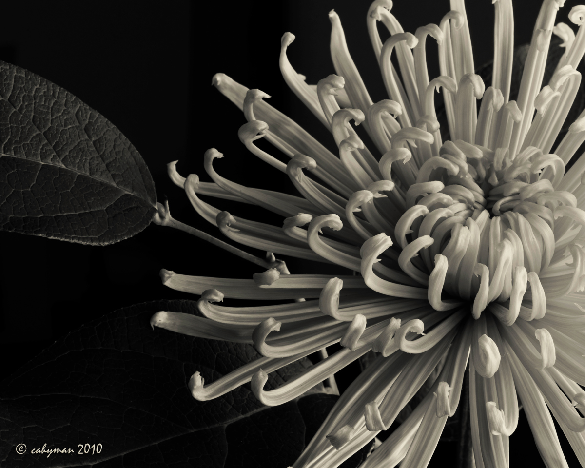 Black and White-A Sequel