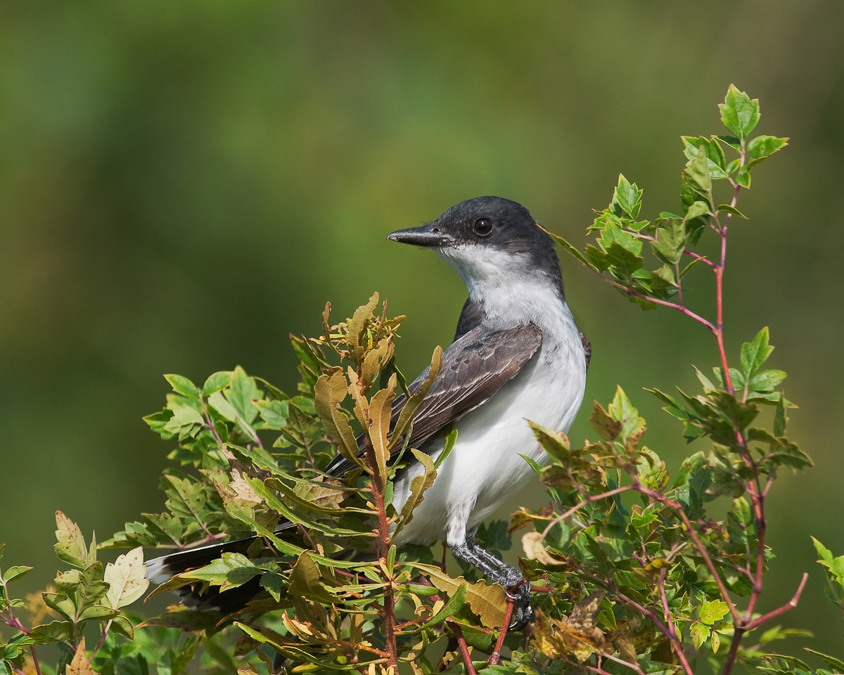 Eastern Kingbird