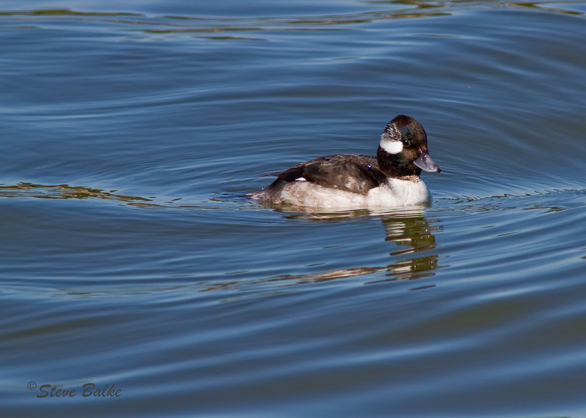Bufflehead+Reposts
