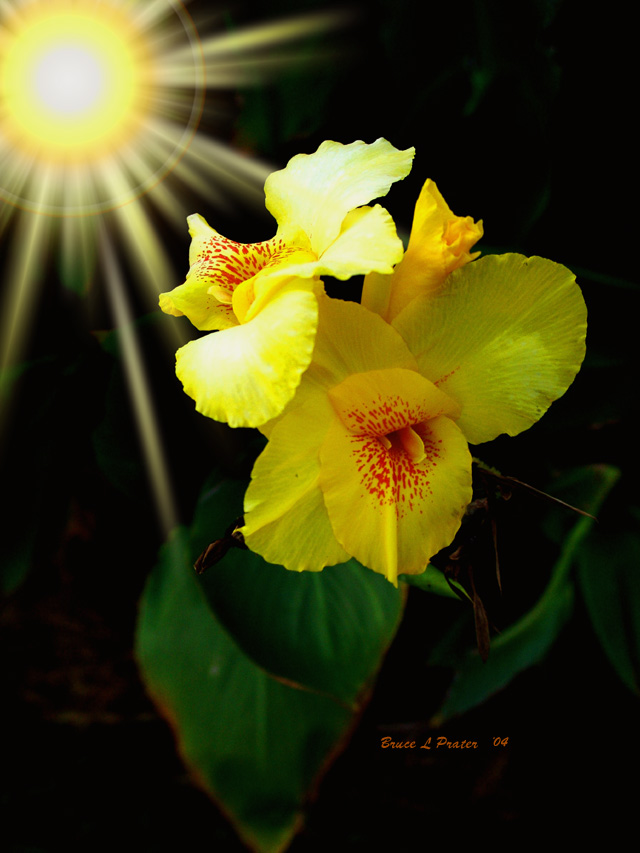 WC#141 Yellow Canna