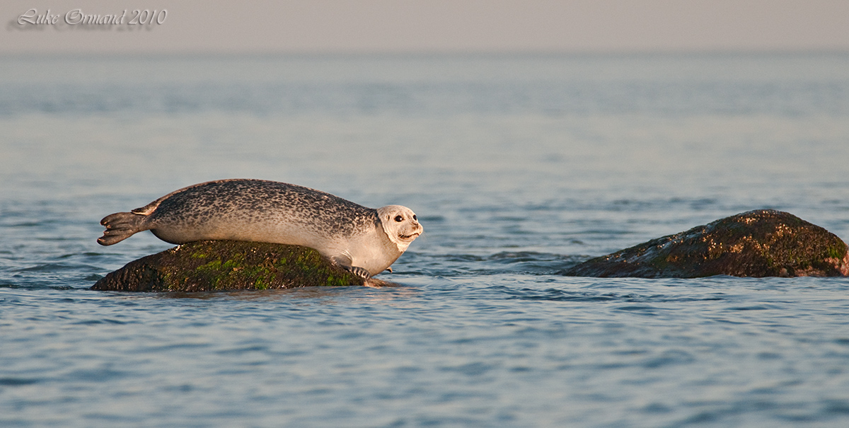 Harbor Seal III