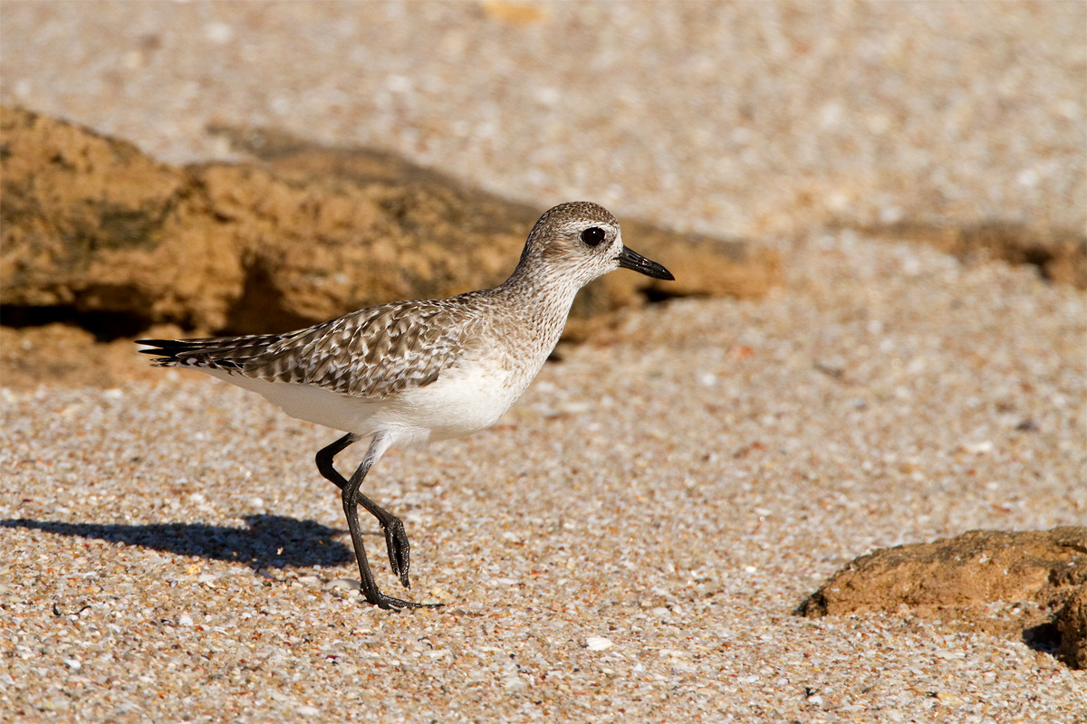 Black-bellied Plover