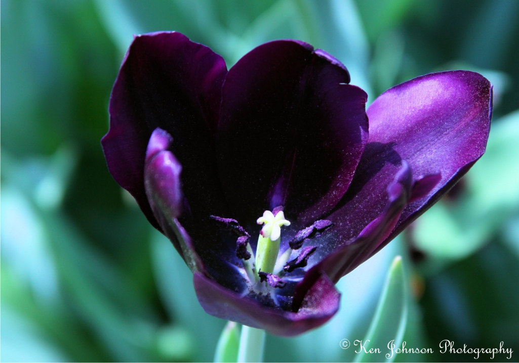 Purple Beauty