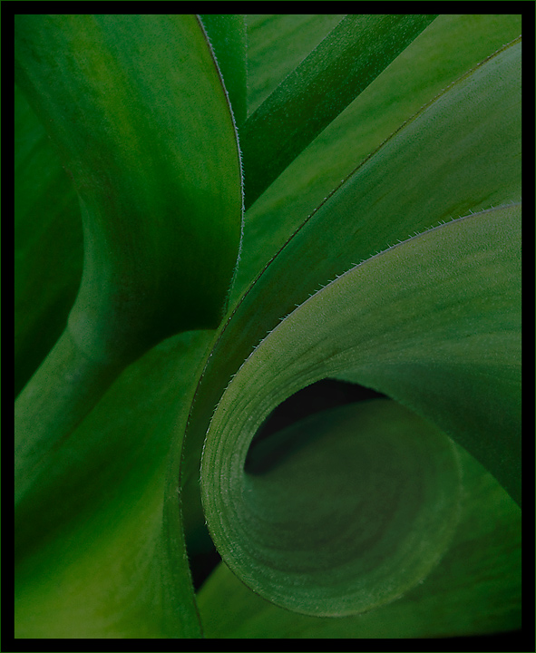 Tulip Shapes