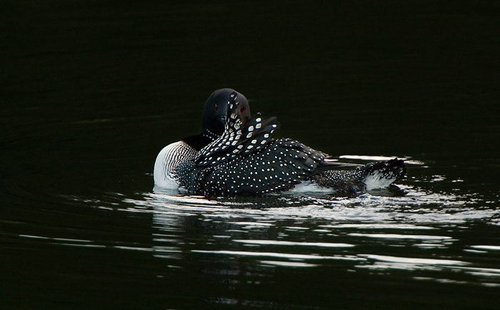 Preening loon