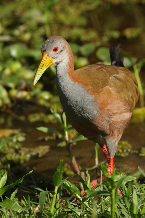 Giant Wood-Rail