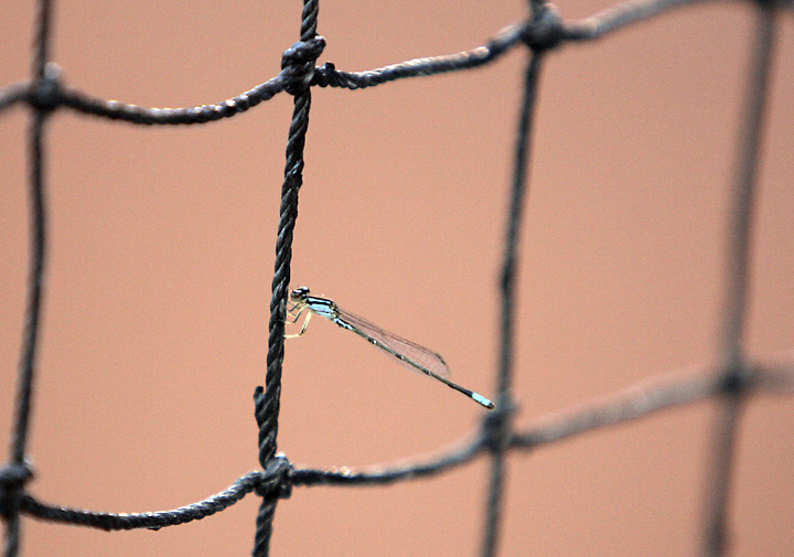 Dragon Fly On Backstop
