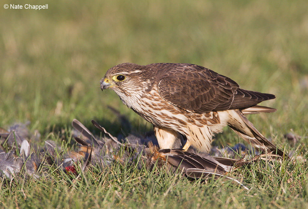 Merlin w/Robin prey