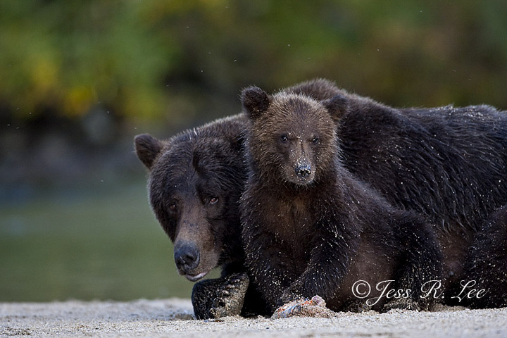 Katmai Coast Bears