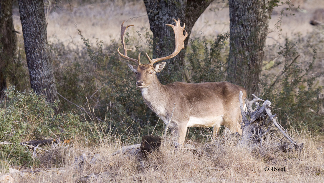 Fallow Deer