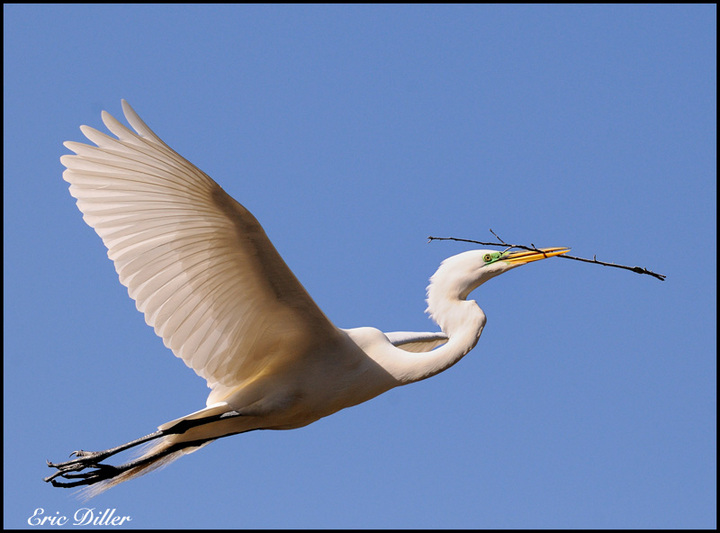 White Egret Nesting.....