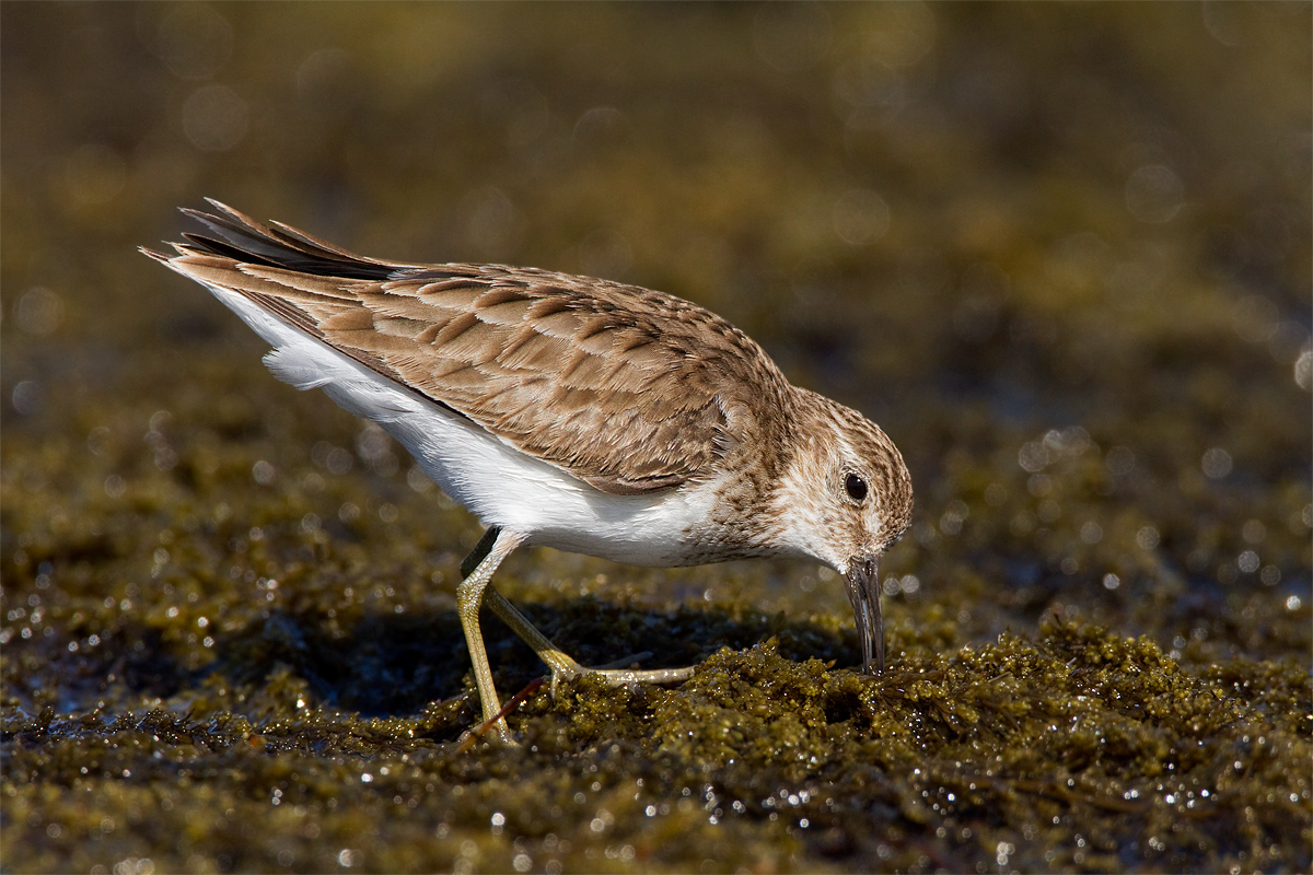Least Sandpiper