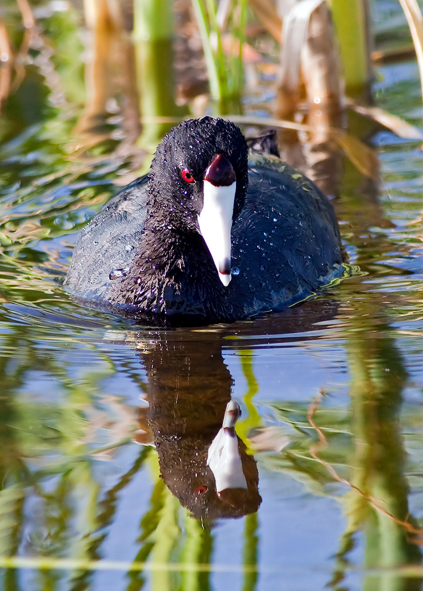 American Coot