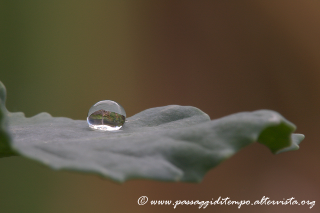 Rain drop