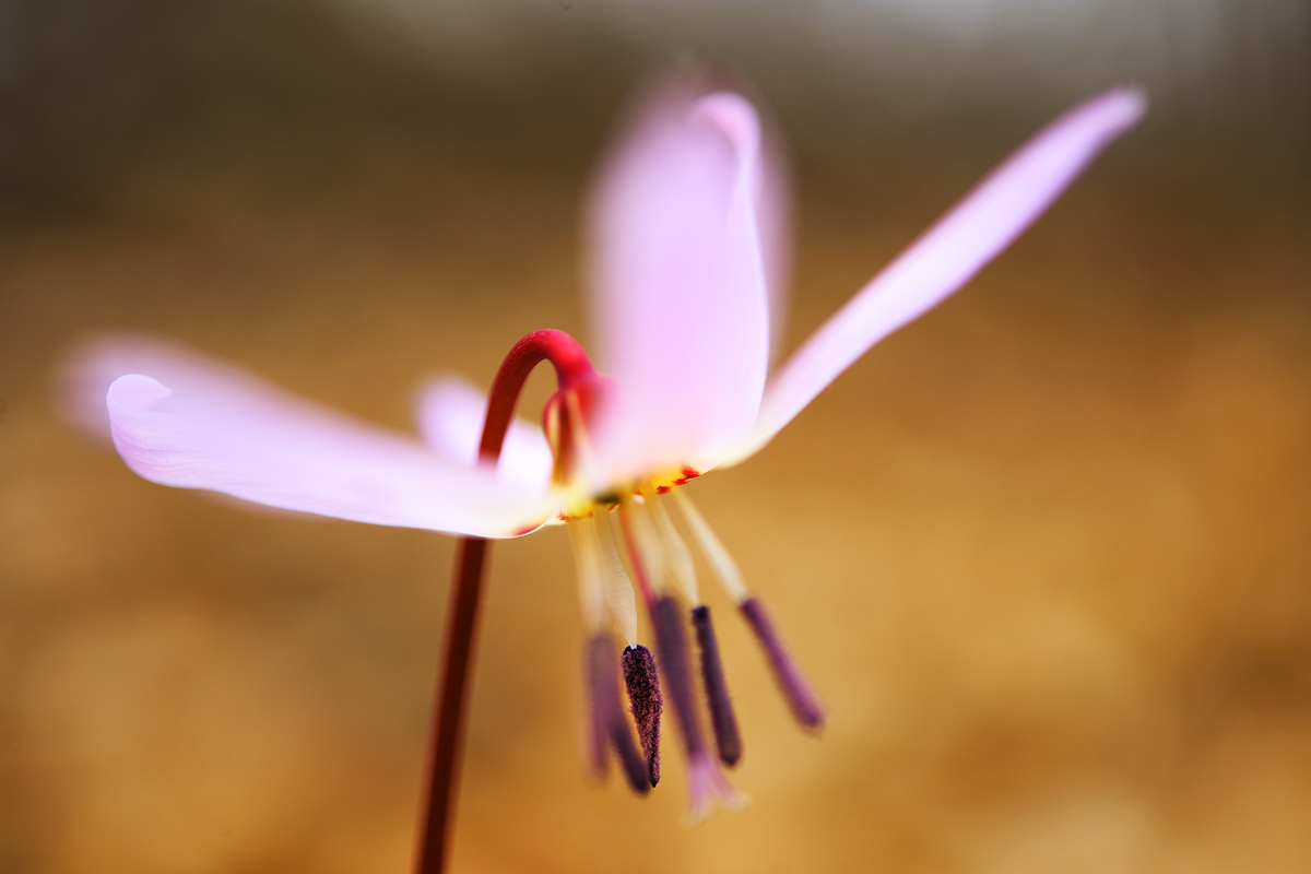 springtime in the woods (with small edit)
