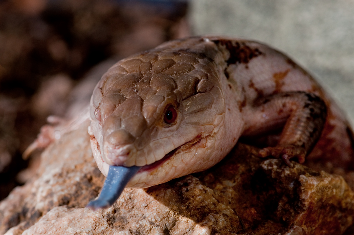 Blue Tongue Skink