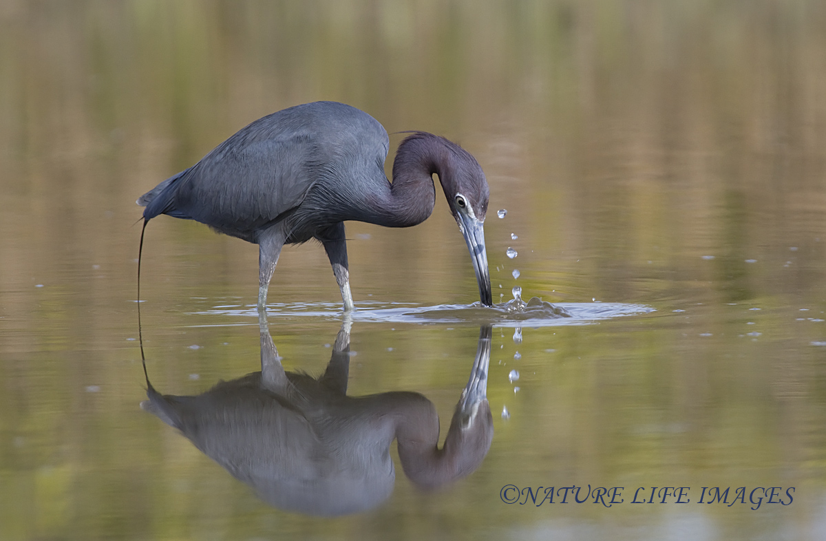 Reflecting