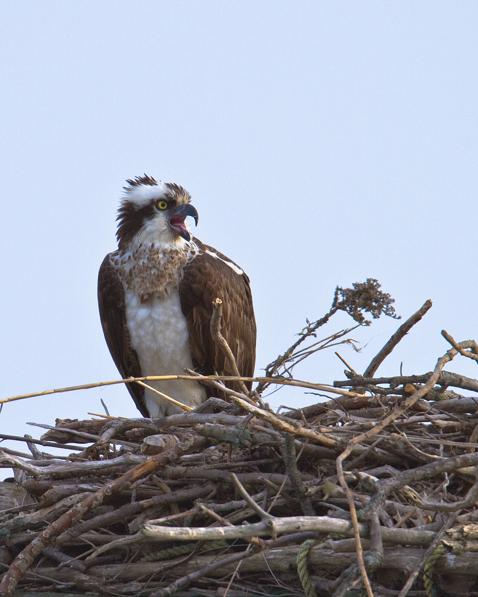 Osprey Have Arrived