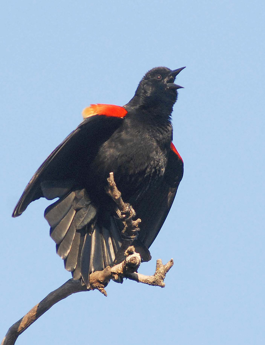 Singing RW black bird
