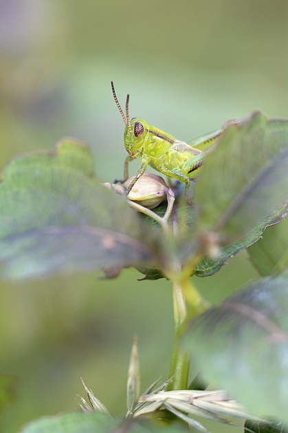 The Jewelweed Bud