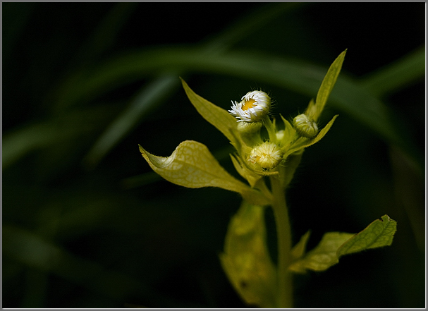 Exuberance