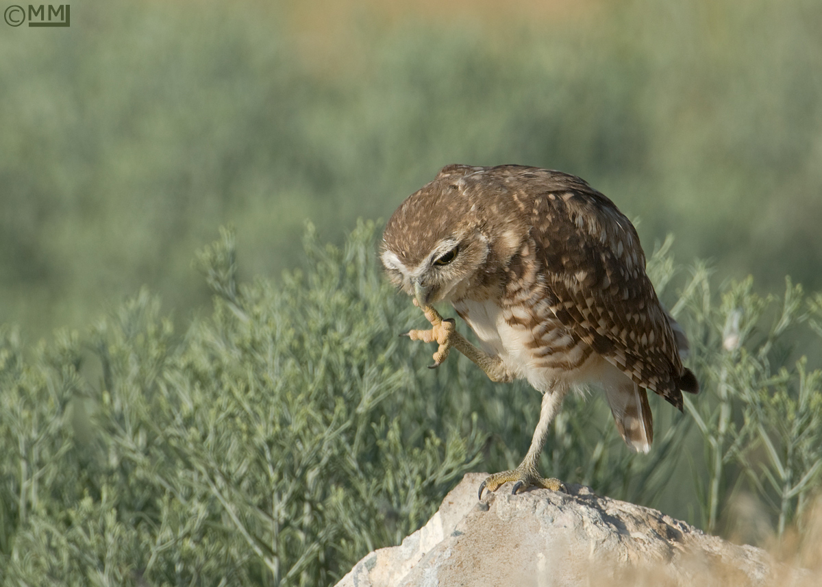 Burrowing Owl juvenile