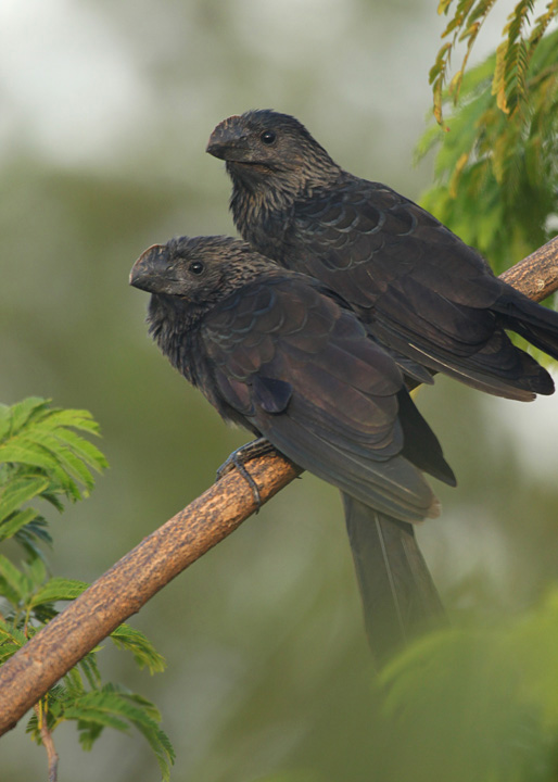 Smooth-billed Anis