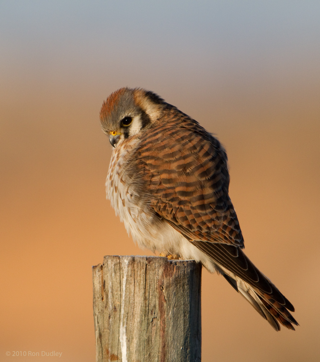 American Kestrel