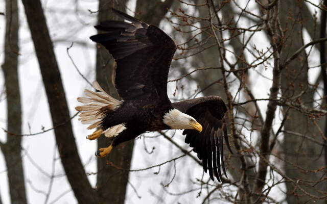 Eagle Launch