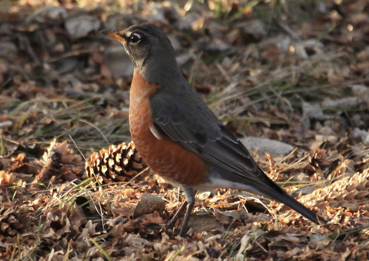 First robin this spring