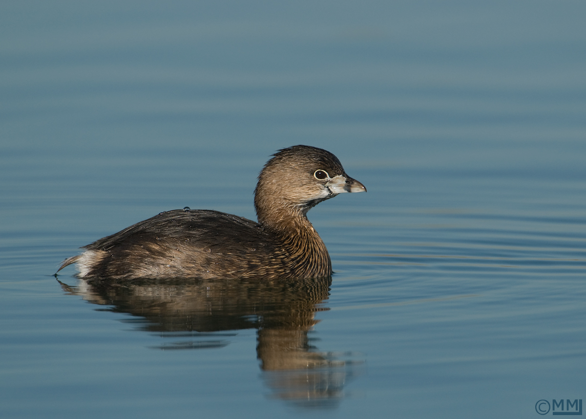 Pied-billed Grebe