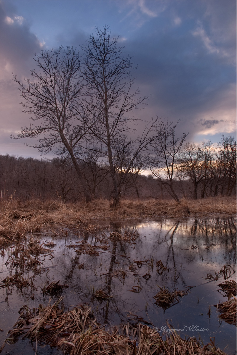 Spring Pond Reflection