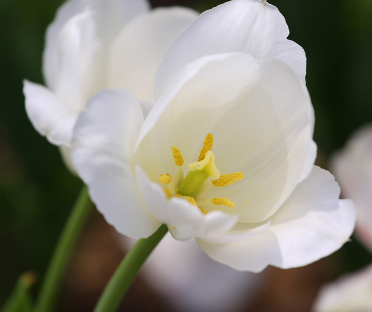 Spring Flowers