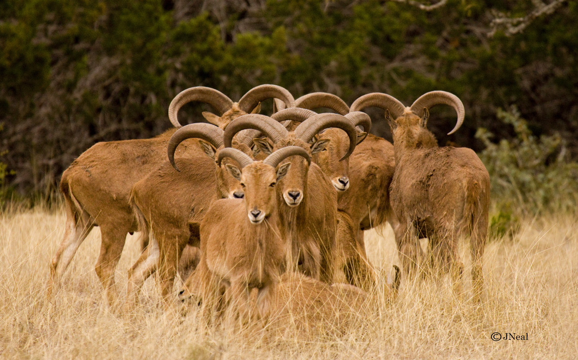 Audad Herd