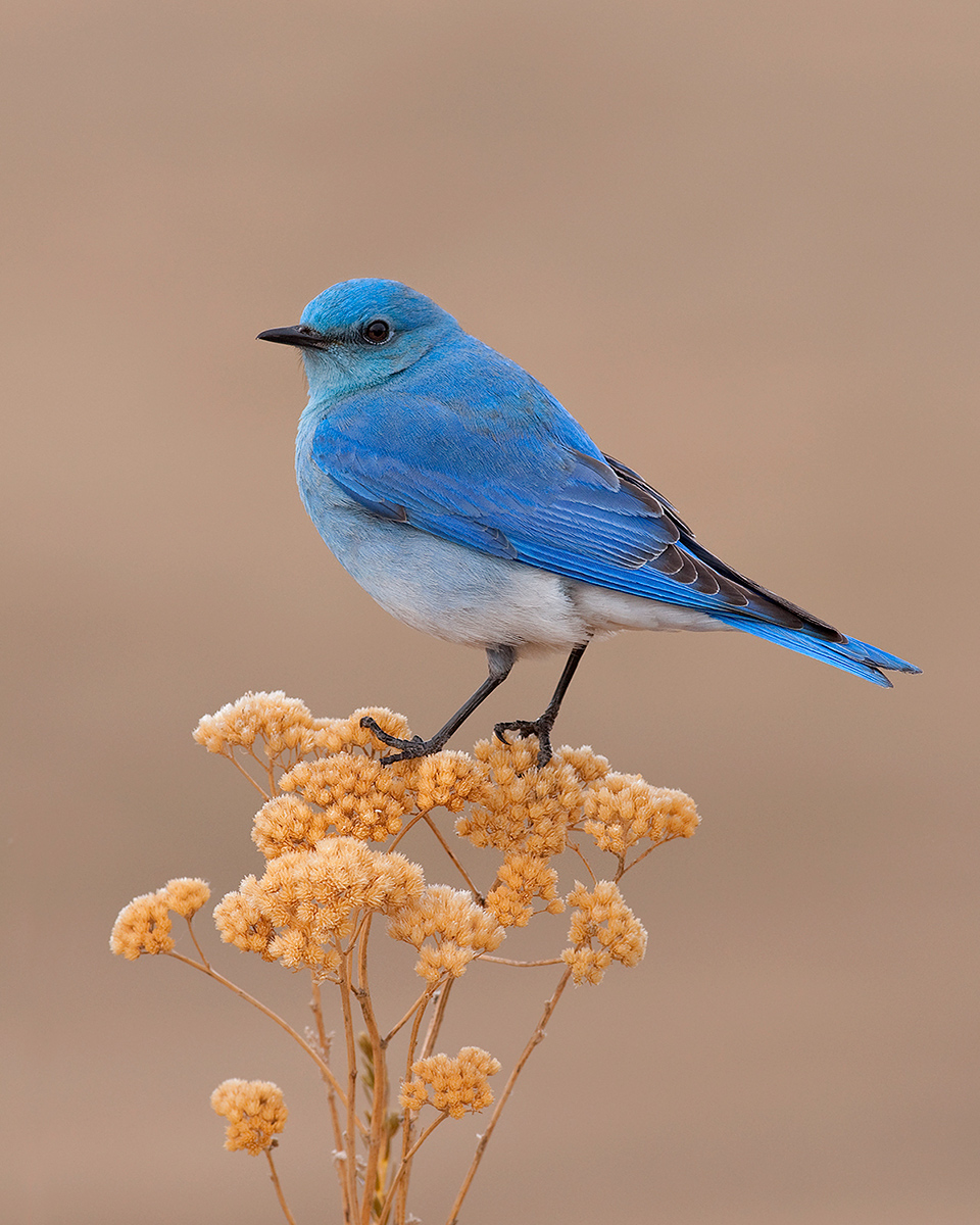 Mountain Bluebird Male