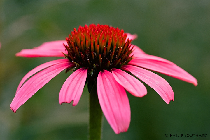 Echinacea