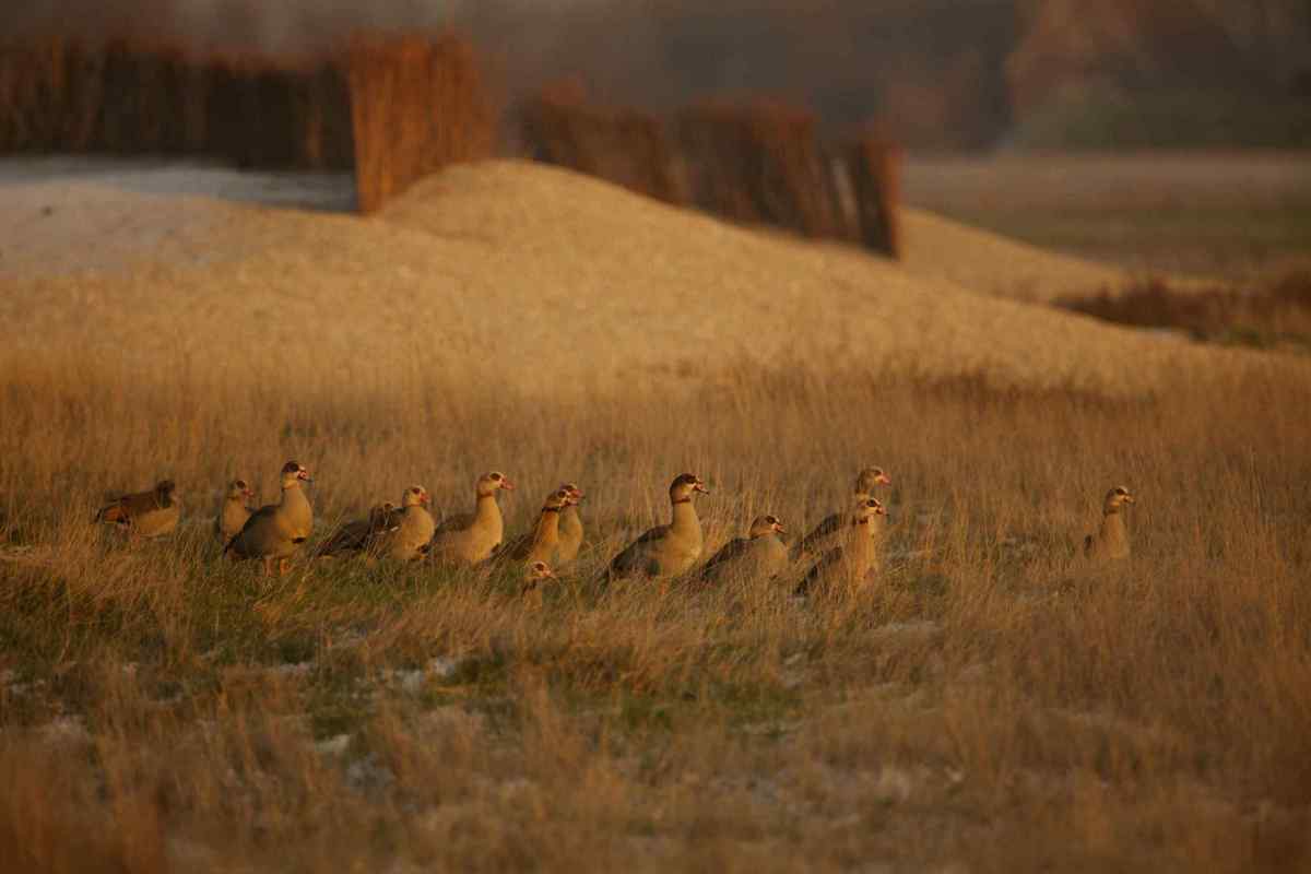 Egyptian Geese