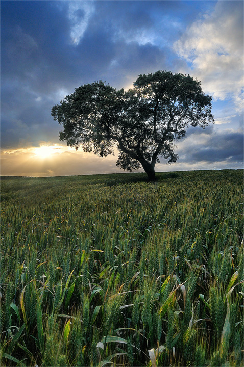 Forgotten Oak