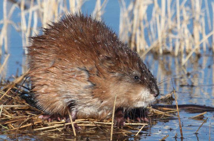 Muskrat