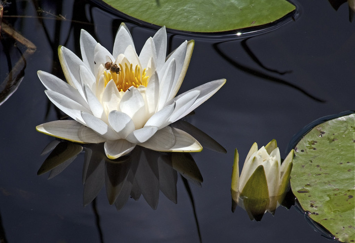 Water Lily and Friend