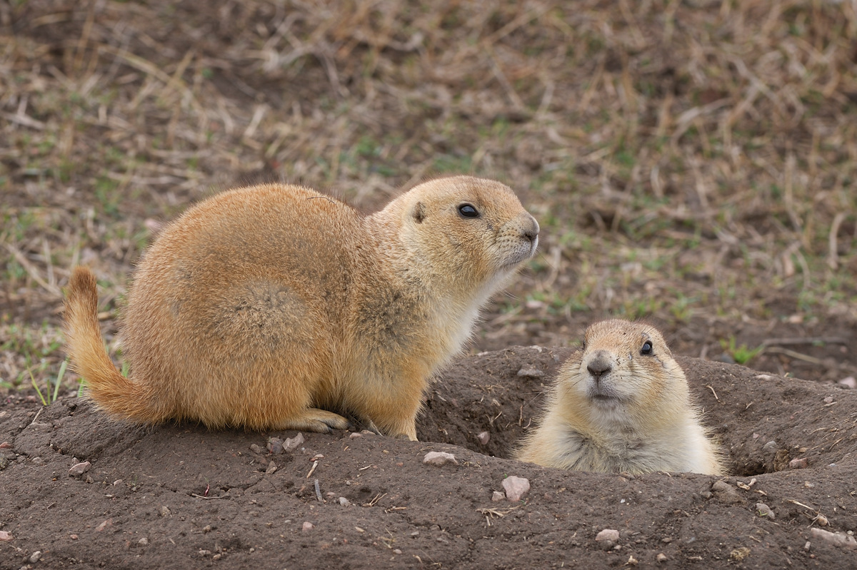 Pair of prairie dogs